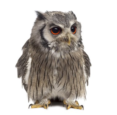 Kuzey başlıklı baykuş - Ptilopsis leucotis (1 yıl fr içinde eski)