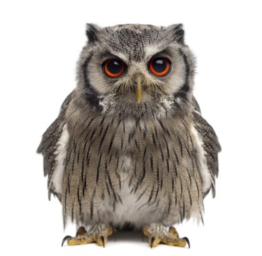 Kuzey başlıklı baykuş - Ptilopsis leucotis (1 yıl fr içinde eski)