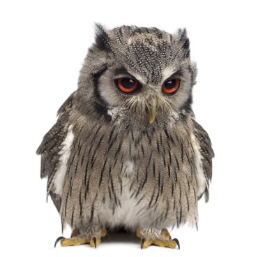 Kuzey başlıklı baykuş - Ptilopsis leucotis (1 yıl fr içinde eski)