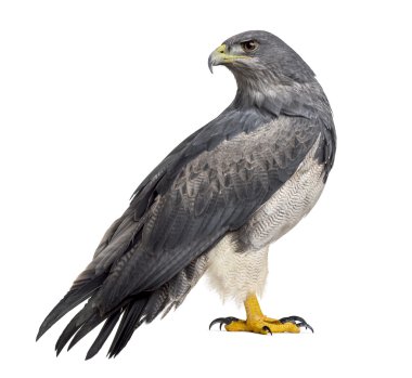 Şili mavi kartal - Geranoaetus melanoleucus (17 yaşında) 