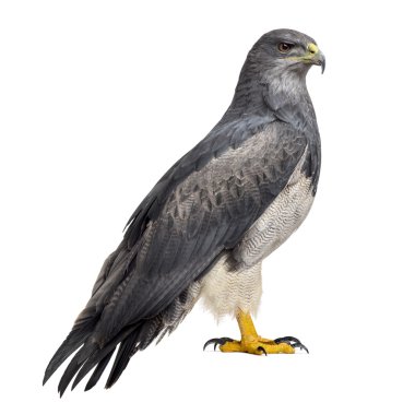 Chilean blue eagle - Geranoaetus melanoleucus (17 years old) in  clipart