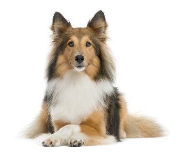 köpek atlama - Shetland koyun