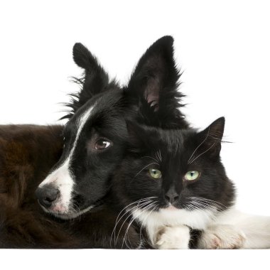 Border Collie puppy and a cat in front of a white background clipart