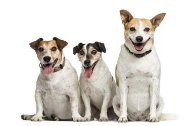 Beyaz bir adam önünde oturan üç Jack Russell Terrier