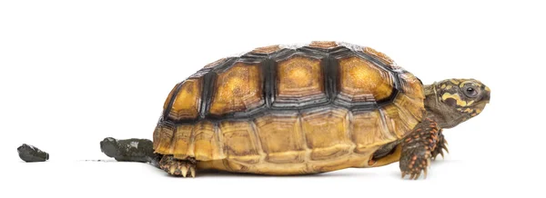 Rotfußschildkröten (2 Jahre alt), Chelonoidis carbonaria — Stockfoto