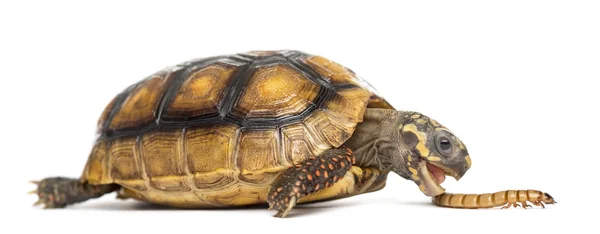 Rotfußschildkröten (2 Jahre alt), Chelonoidis carbonaria — Stockfoto