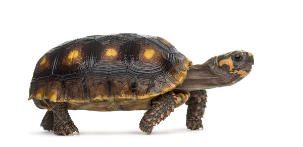 Красноногие черепахи (1,5 года), Chelonoidis carbonaria — стоковое фото