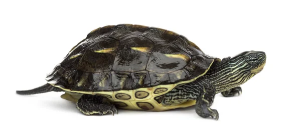 Chinese stripe-necked turtle (1 year old), Ocadia sinensis — Stock fotografie