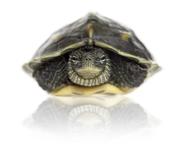 Tortue à collier rayé (1 an), Ocadia sinensis — Photo