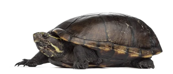 Female striped mud turtle (4 years old), Kinosternon baurii — Stock Photo, Image