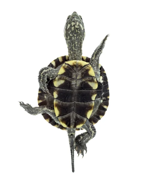 European pond turtle (1 year old), Emys orbicularis — стокове фото