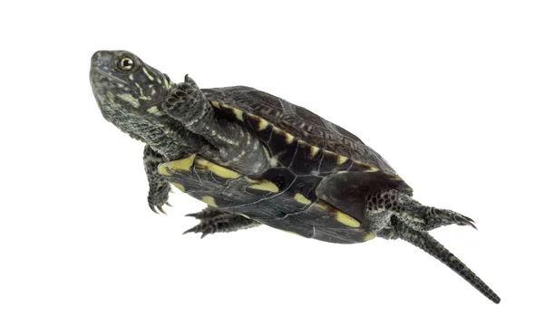 European pond turtle (1 year old), Emys orbicularis — стокове фото