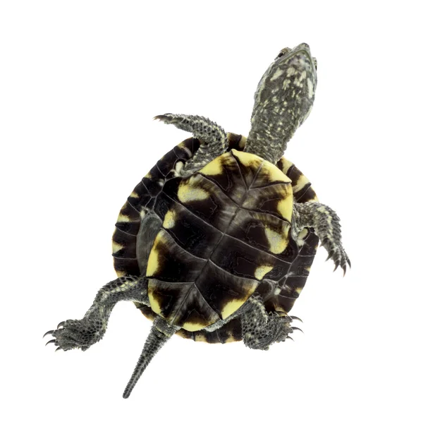 European pond turtle (1 year old), Emys orbicularis — Stock Photo, Image