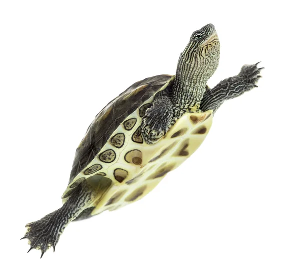 Europäische Teichschildkröte (1 Jahr alt), emys orbicularis, schwimmend in — Stockfoto