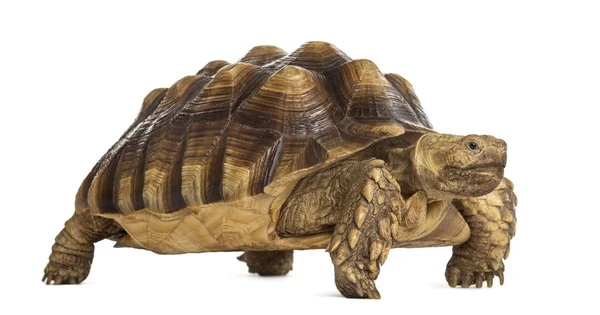 Male African spurred tortoise (4 years old) — 스톡 사진