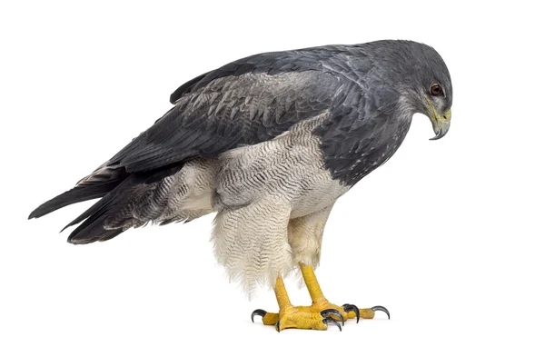 Chilenska Eklöv - Geranoaetus melanoleucus (17 år gammal) — Stockfoto