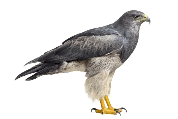 Chilenischer Blauadler - geranoaetus melanoleucus (17 Jahre)) — Stockfoto