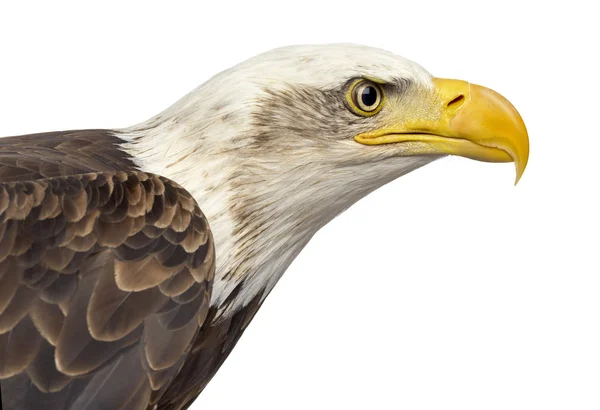 Närbild av en skallig örn - Haliaeetus leucocephalus — Stockfoto