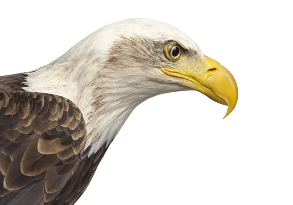 Närbild av en skallig örn - Haliaeetus leucocephalus — Stockfoto