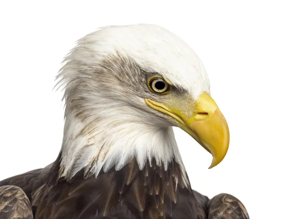 Close-up de uma águia-calva - Haliaeetus leucocephalus — Fotografia de Stock