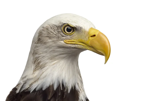 Primer plano de un águila calva - Haliaeetus leucocephalus —  Fotos de Stock