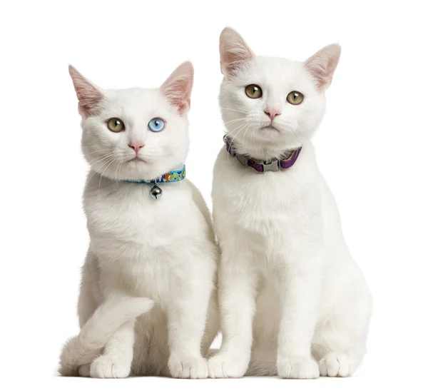 Zwei weiße Kätzchen vor weißem Hintergrund — Stockfoto