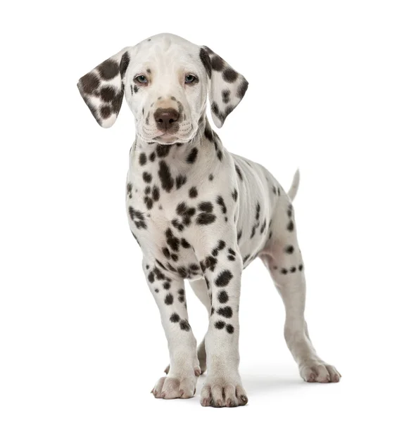 Dalmatiska hundvalp stående framför en vit bakgrund — Stockfoto
