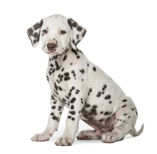 Beyaz bir arka plan önünde oturan Dalmaçya köpek yavrusu — Stok fotoğraf