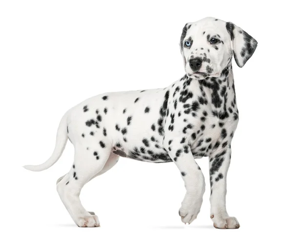 Dalmatian puppy with heterochromia walking in front of a white b — Stock Photo, Image