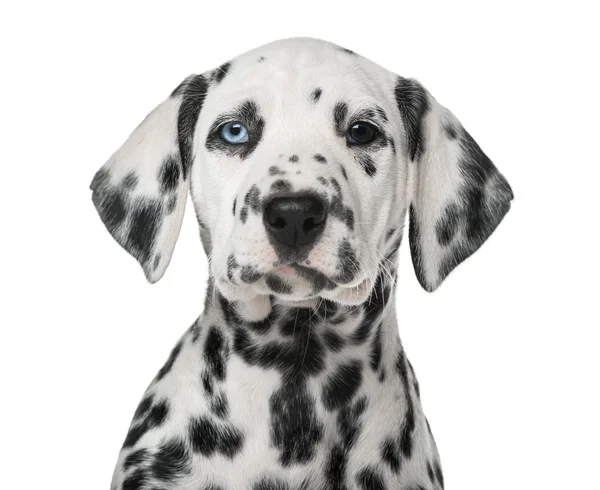 Close-up of a Dalmatian puppy with heterochromia in front of a w — Stock Photo, Image