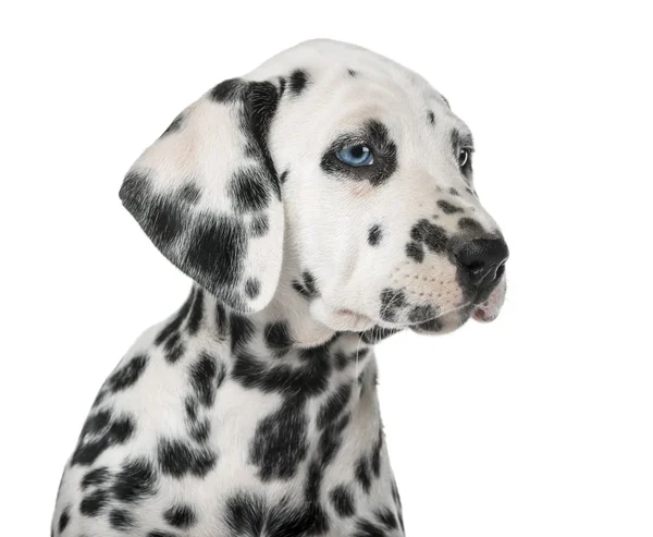 Close-up of a Dalmatian puppy with heterochromia in front of a w — Stock Photo, Image