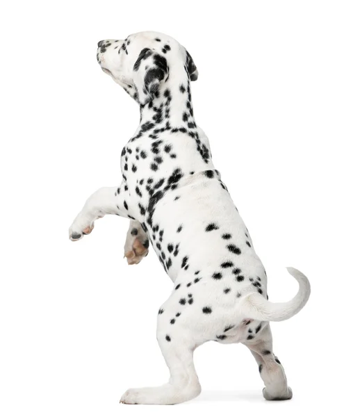 Dalmatské štěně stojí před bílým pozadím — Stock fotografie
