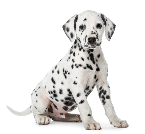 Cachorro dálmata sentado frente a un fondo blanco — Foto de Stock