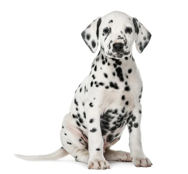 Dalmatian puppy sitting in front of a white background — Stock Photo, Image