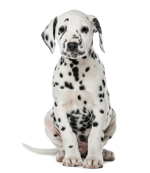 Cãozinho dálmata sentado na frente de um fundo branco — Fotografia de Stock