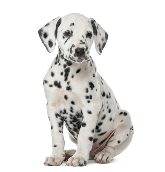 Dalmatian puppy duduk di depan latar belakang putih — Stok Foto