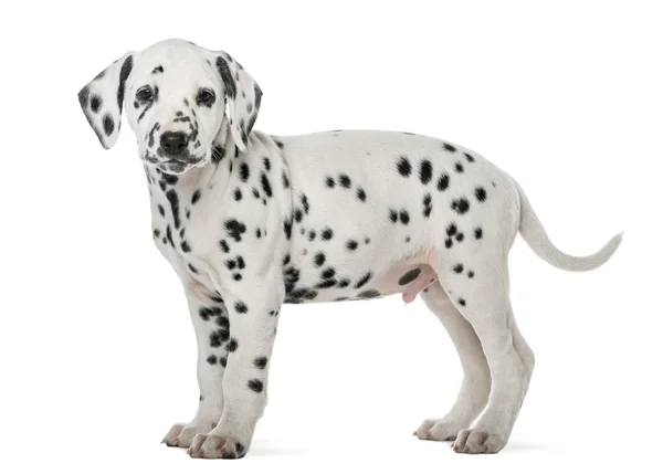 Cucciolo dalmata in piedi di fronte a uno sfondo bianco — Foto Stock