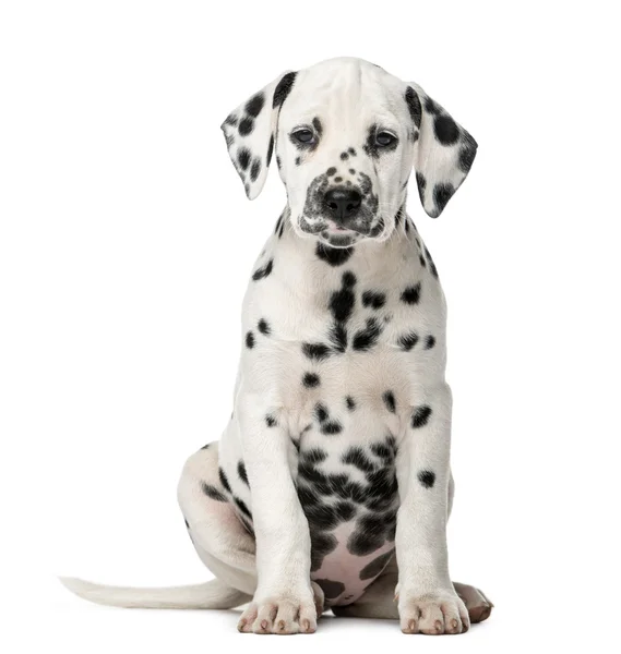 Dalmatian puppy duduk di depan latar belakang putih — Stok Foto