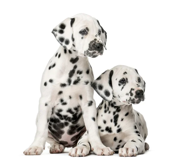 Dois cachorros dálmatas na frente de um fundo branco — Fotografia de Stock