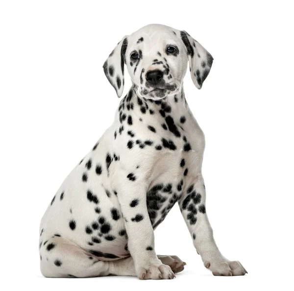 Dalmatian puppy duduk di depan latar belakang putih — Stok Foto