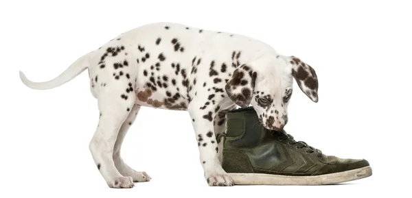 Cãozinho dálmata mastigar um sapato na frente de um fundo branco — Fotografia de Stock