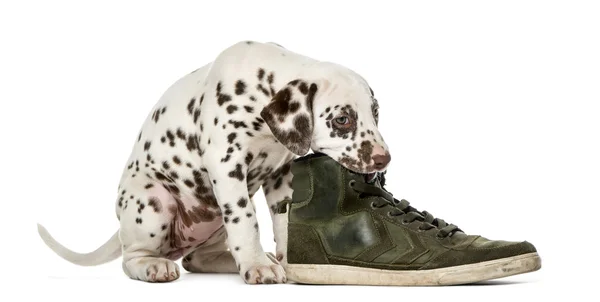 Dalmacia cachorro masticando un zapato delante de un fondo blanco — Foto de Stock
