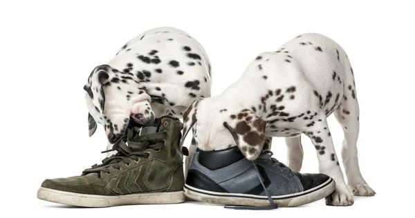 Dois cachorros dálmatas mastigando sapatos na frente de um backgrou branco — Fotografia de Stock