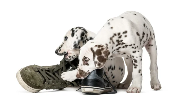 Two Dalmatian puppies chewing shoes in front of a white backgrou — Stock Photo, Image