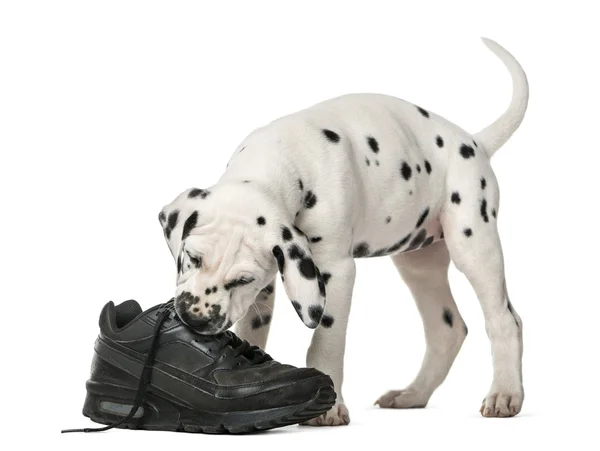 Cãozinho dálmata mastigar um sapato na frente de um fundo branco — Fotografia de Stock