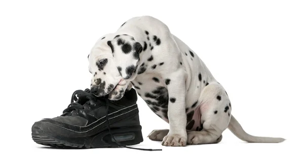 Dalmacia cachorro masticando un zapato delante de un fondo blanco — Foto de Stock