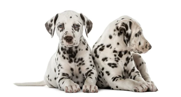 ลูกสุนัขดัลมาเทียนสองตัวอยู่หน้าพื้นหลังสีขาว — ภาพถ่ายสต็อก