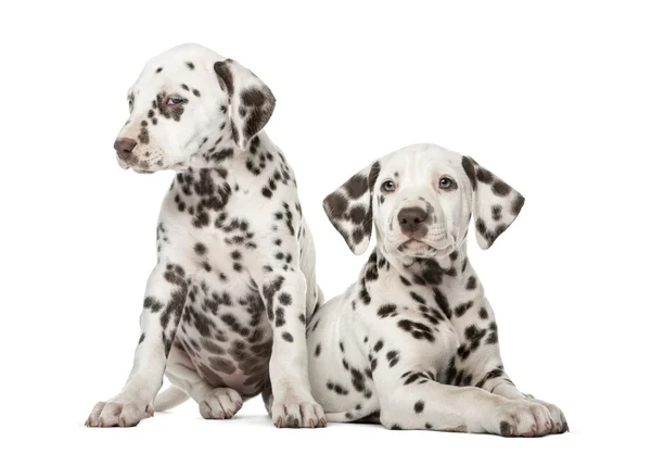 Dos cachorros dálmatas frente a un fondo blanco — Foto de Stock