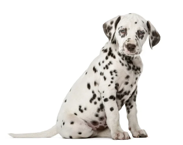 Dalmatische pup zit een witte achtergrond — Stockfoto