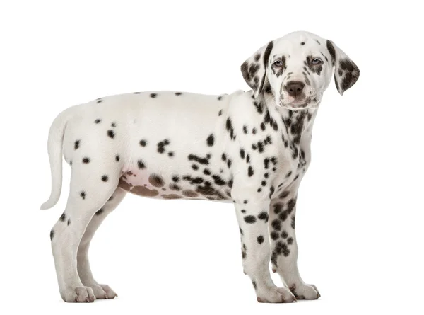 Dalmatiska hundvalp stående framför en vit bakgrund — Stockfoto